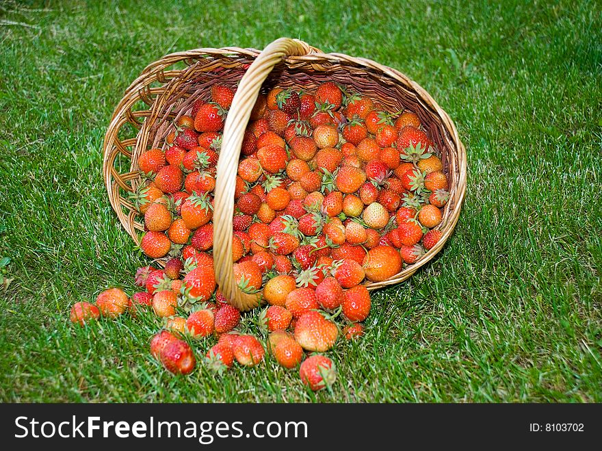 Just picked strawberries scatted on grass. Just picked strawberries scatted on grass