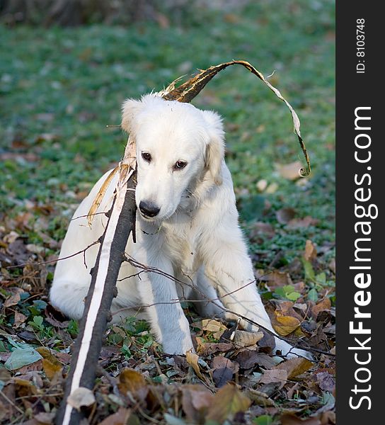 Portrait of cute gold retriever outdoor