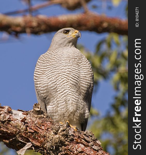 Hawk perched on a branch