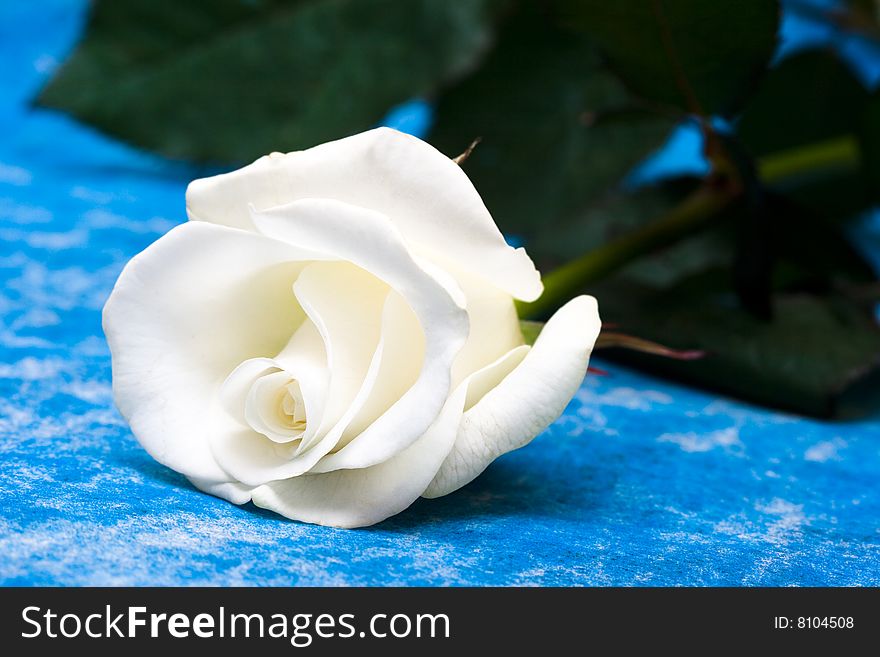 White rose on blue background