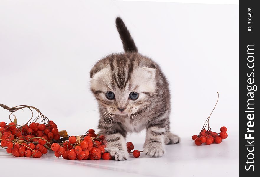 Kitten Plays On A White Background