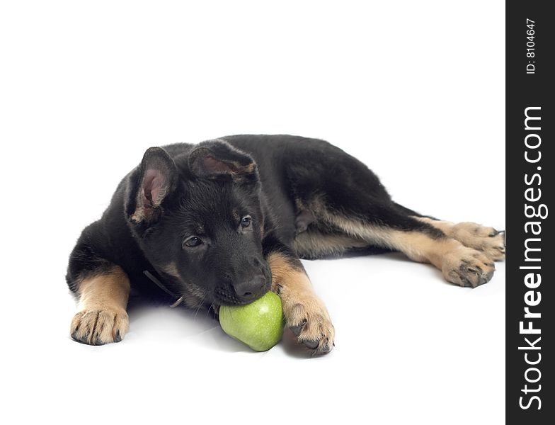 The sheep-dog puppy on a white background