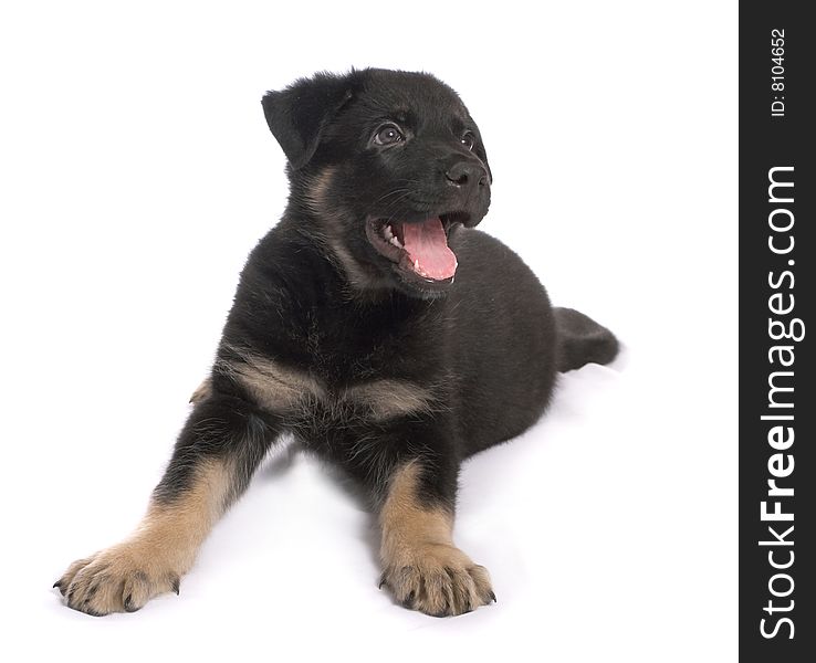 The sheep-dog puppy on a white background