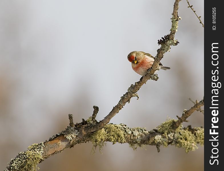 Common Redpoll On Branch