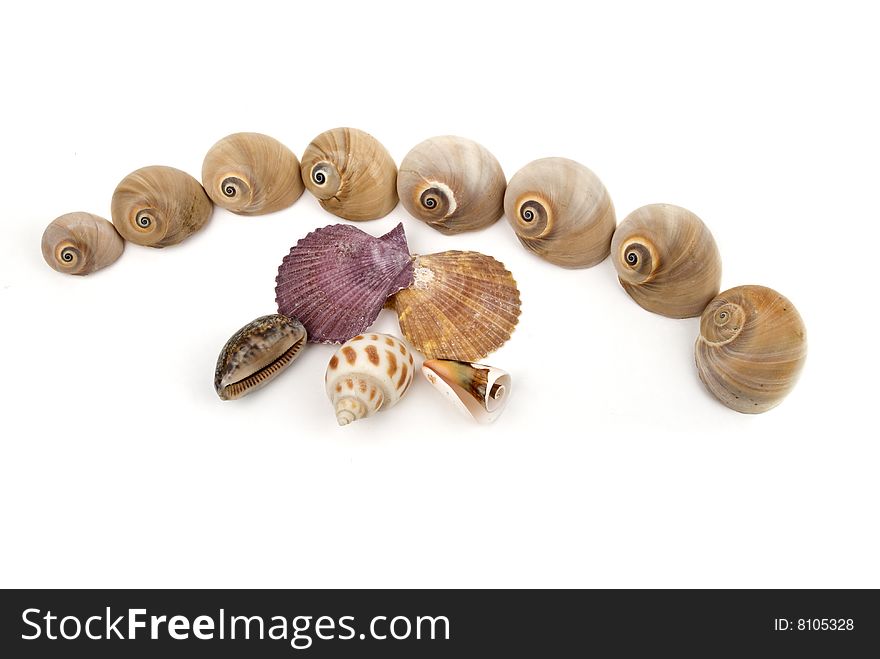 Medium group of sea shells isolated on white background