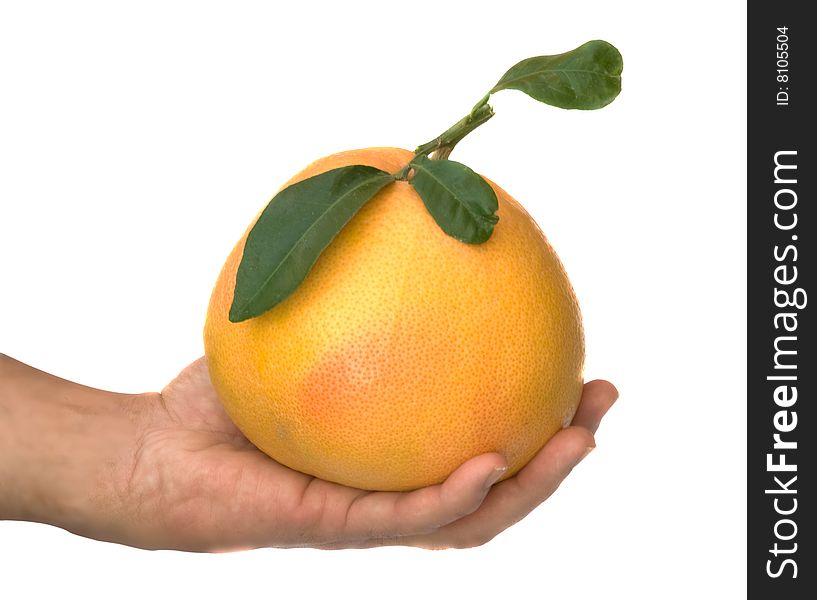 Hand holding a ripe grapefruit. Hand holding a ripe grapefruit