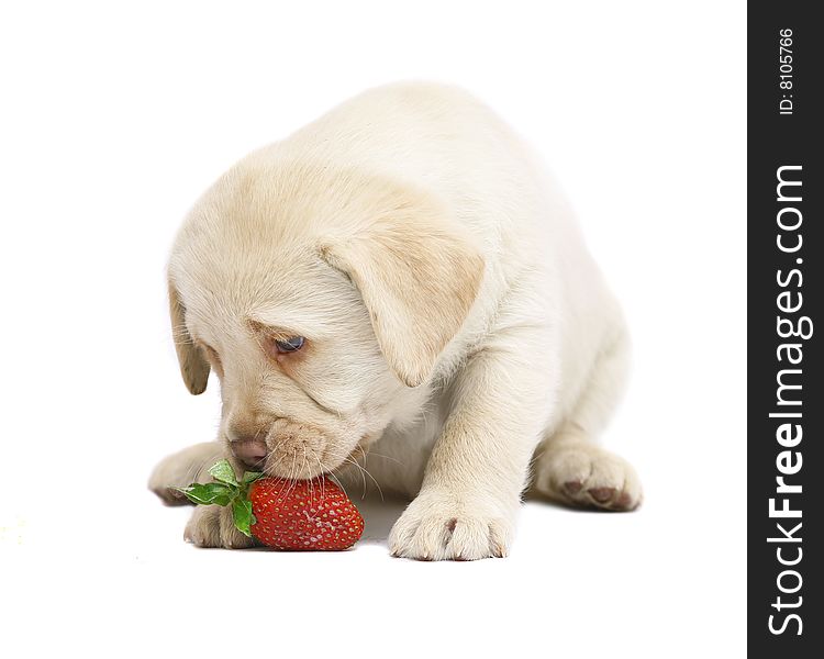 Puppy with a strawberry on a white background. Puppy with a strawberry on a white background.