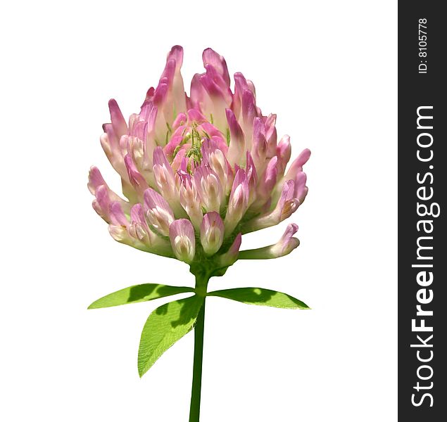 Dutch clover pink flower on white isolated. Dutch clover pink flower on white isolated
