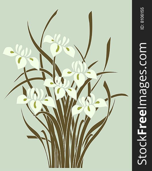 Iris - Floral Background