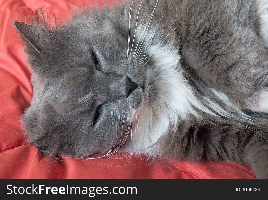 Cat lying on red silk quilt