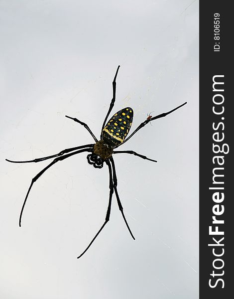 Big black female spider on a cobweb. Big black female spider on a cobweb