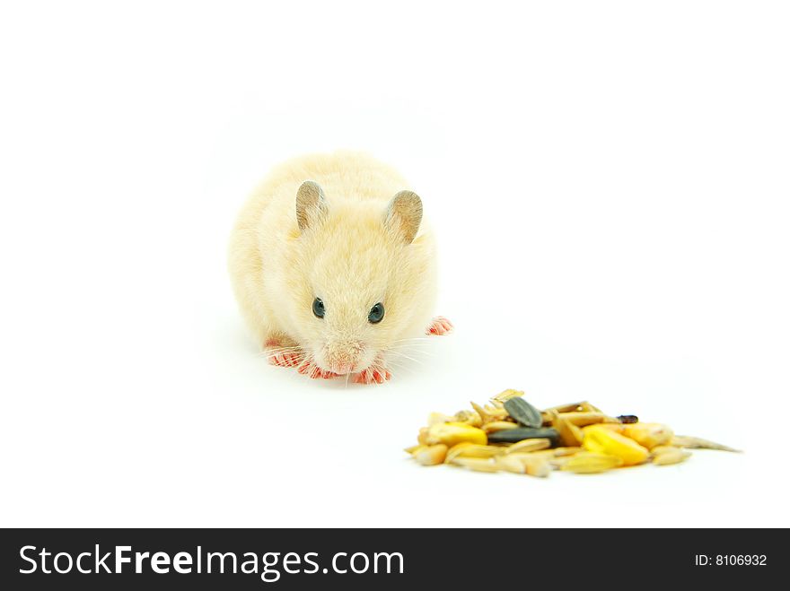 Hamster in front of a white background