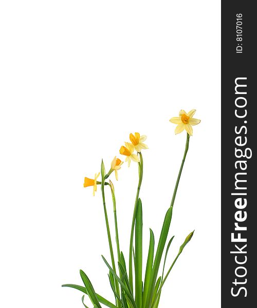 Background with bright yellow narcissus. Background with bright yellow narcissus