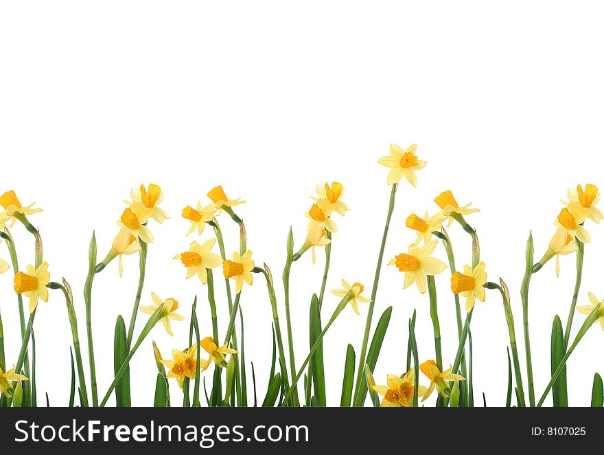 Background with bright yellow narcissus. Background with bright yellow narcissus