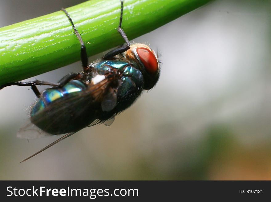 A house fly clinging on a plant stem