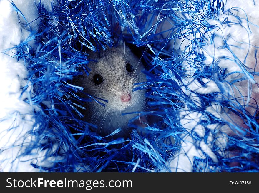 Little pet - Cute Dwarf Hamster