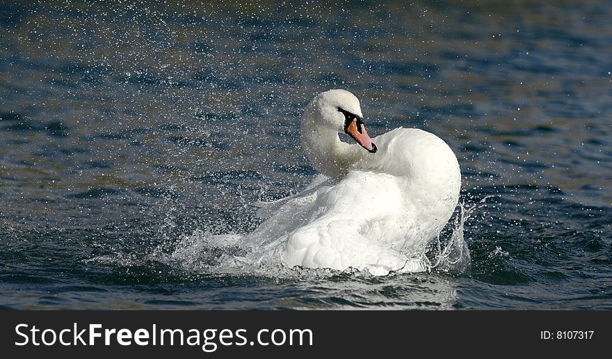 Swan is lending on water table