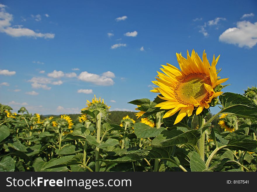 Summer sunflowers in full bloom, blue sky and white clouds in the background.