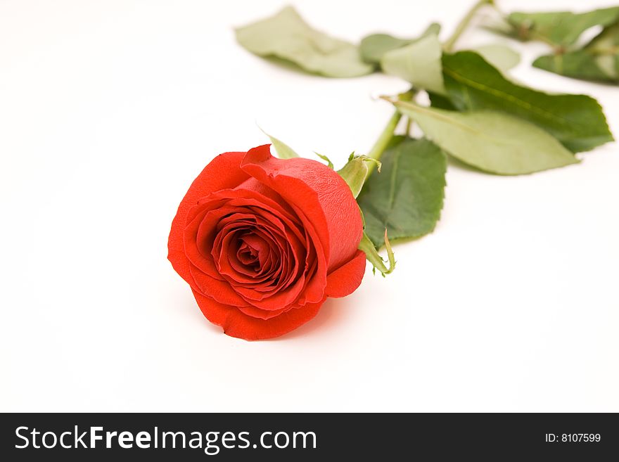 One red rose isolated on white