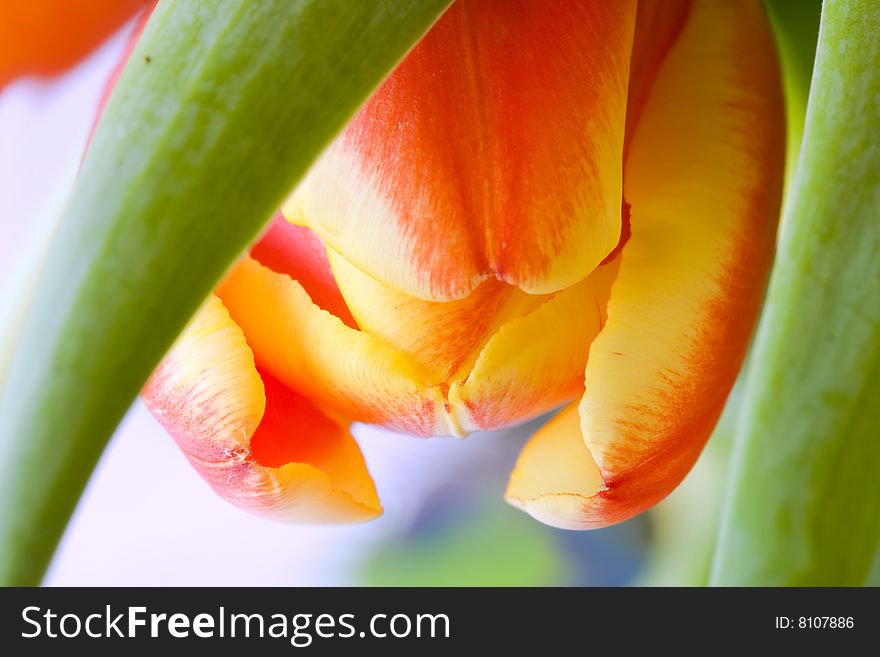 Close-up of a red and yellow tulip. Close-up of a red and yellow tulip