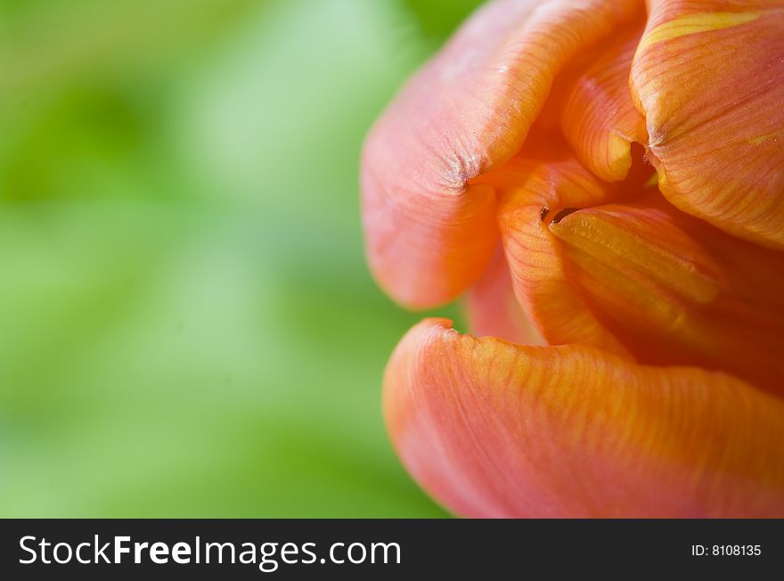 Close-up of a red and yellow tulip. Close-up of a red and yellow tulip