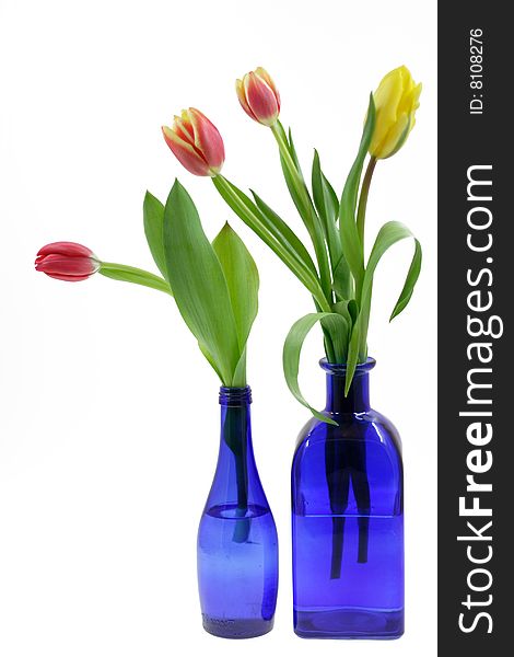 Beautiful tulips in a dark blue vase