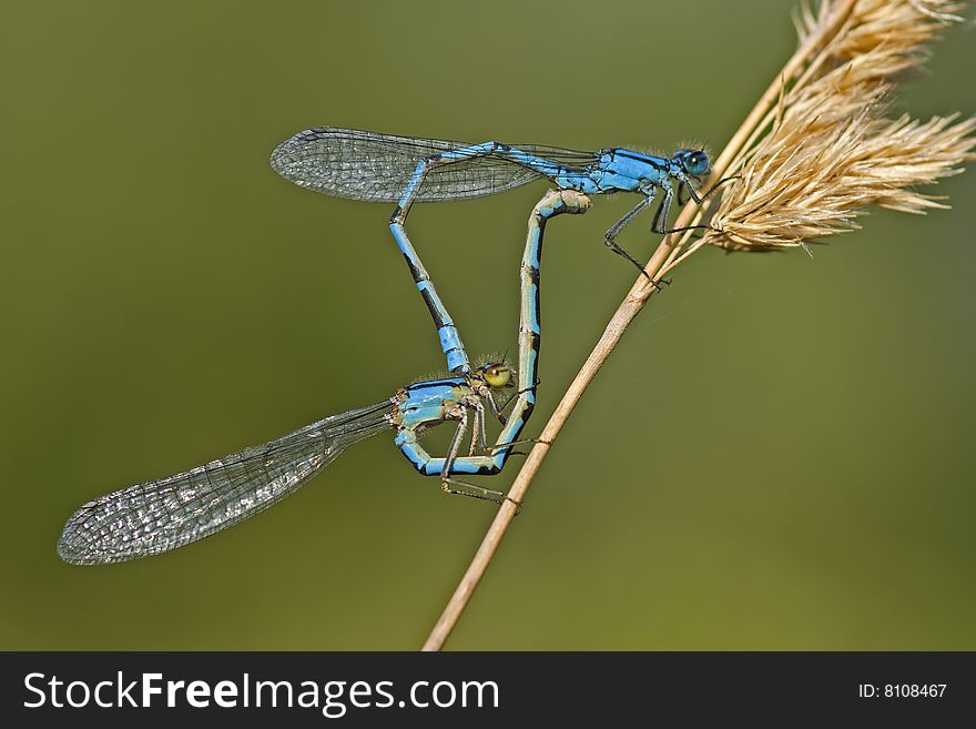 Damesflies mating in a park in Holland