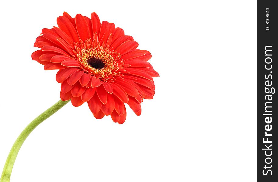 Red gerbera isolated on a white