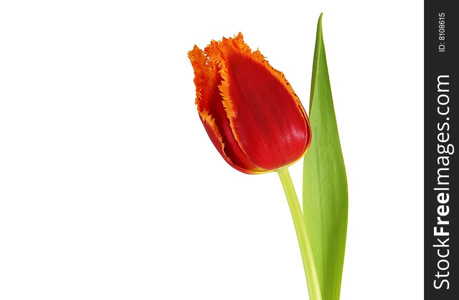 Red tulip isolated on a white background