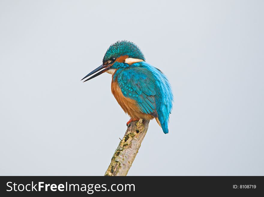 A kingfisher waiting for a catch