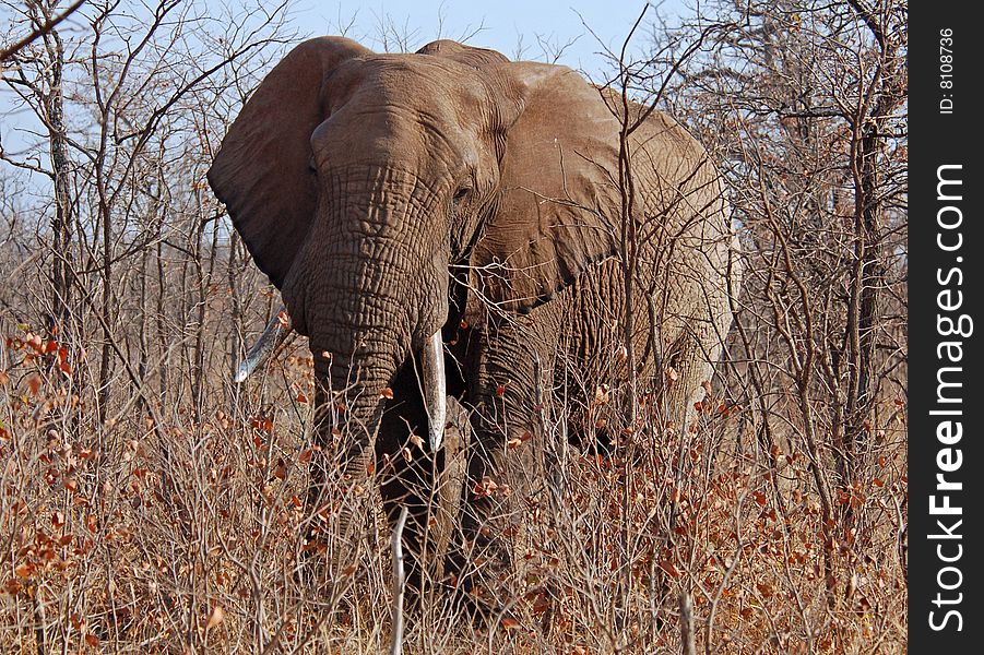 An African Elephant (Loxodonta africana) in the Kruger Park, South Africa. An African Elephant (Loxodonta africana) in the Kruger Park, South Africa.