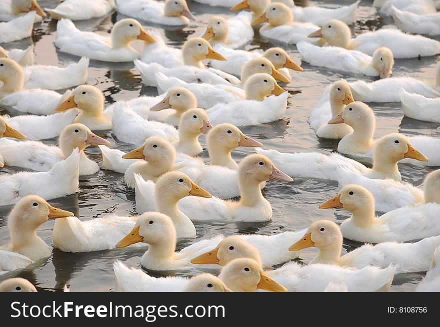 The white duck herd floating on the pond waves.