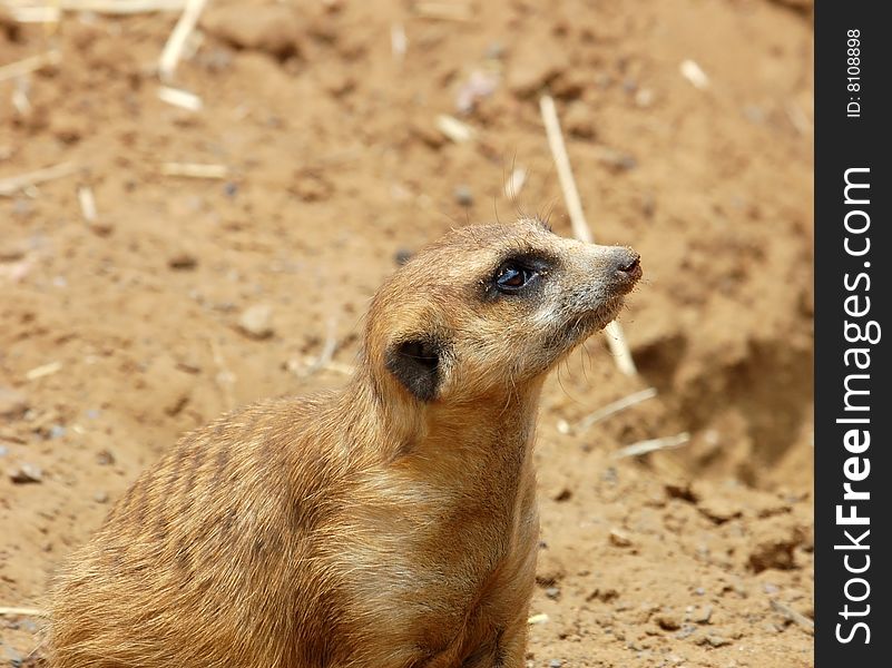 A Meerkat (suricate) in  South Africa.