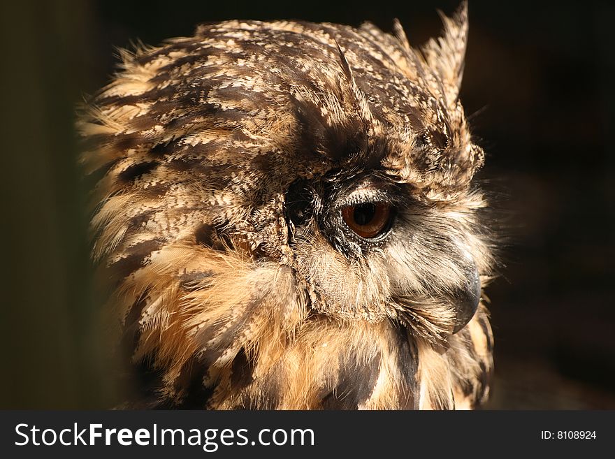 Bubo bubo European eagle owl