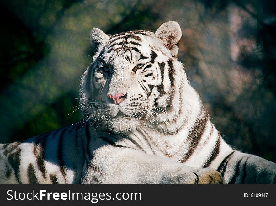 Close-up of big white tiger