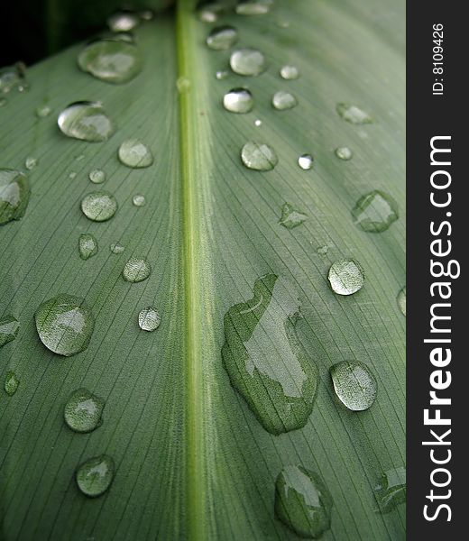 Some of water on the leaf