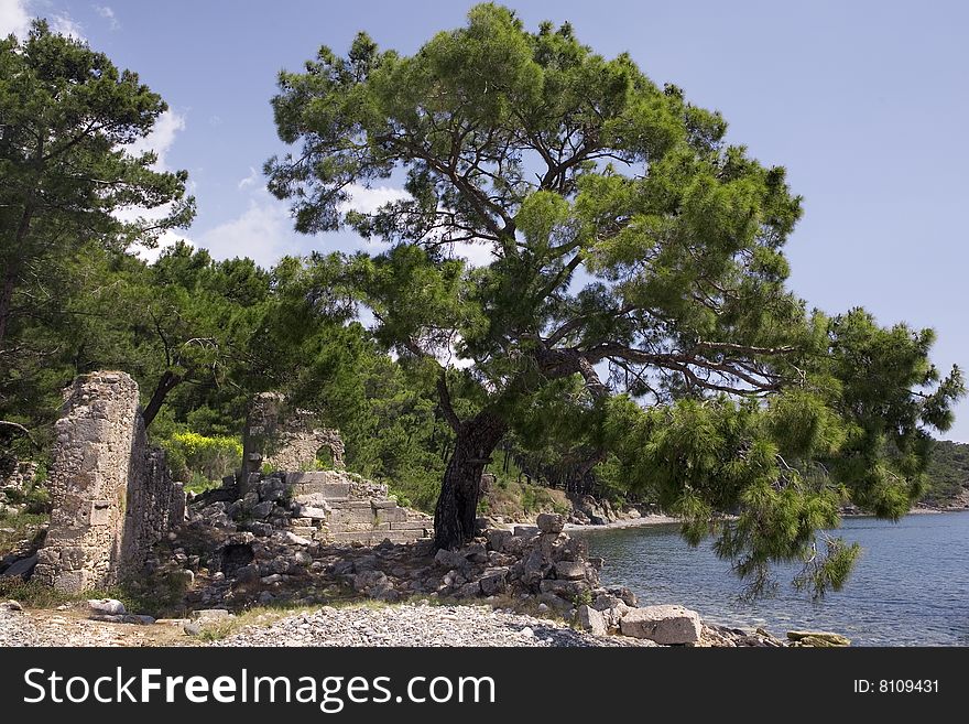 A spreading tree is growing among ancient ruins on a seashore. A spreading tree is growing among ancient ruins on a seashore