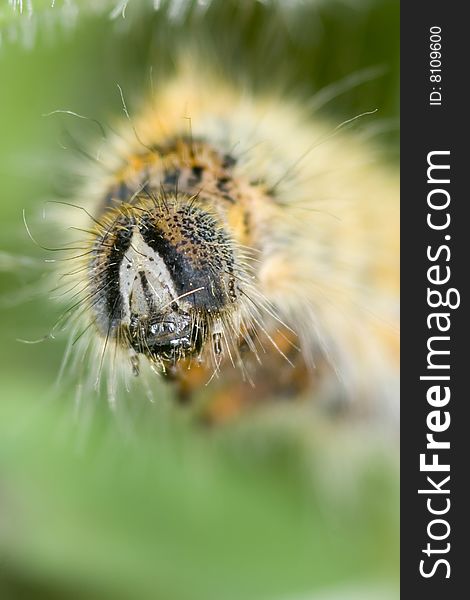 Closeup of a yellow caterpillar on green background