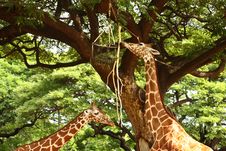Giraffe Royalty Free Stock Photo Giraffe Royalty Free Stock Photo