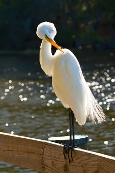 Great White Egret Stock Photography