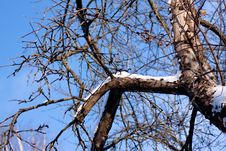 Snow Bole Royalty Free Stock Images Snow Bole Royalty Free Stock Images