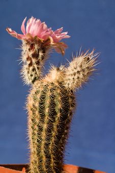 Pink Cactus Flowers Stock Image