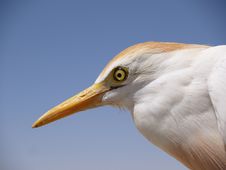 Cattle Egret Royalty Free Stock Image