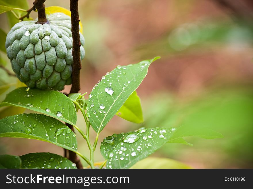 Fresh custard apple on the branch. Fresh custard apple on the branch