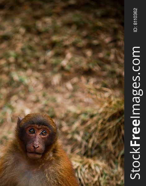 A monkey thinking some thing under afternoon sunshine. A monkey thinking some thing under afternoon sunshine