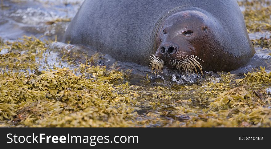 An adult gray seal is taking rest in seaweed. An adult gray seal is taking rest in seaweed