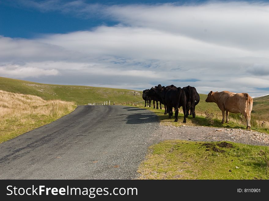 Cows in Yorkshire Dales National Park