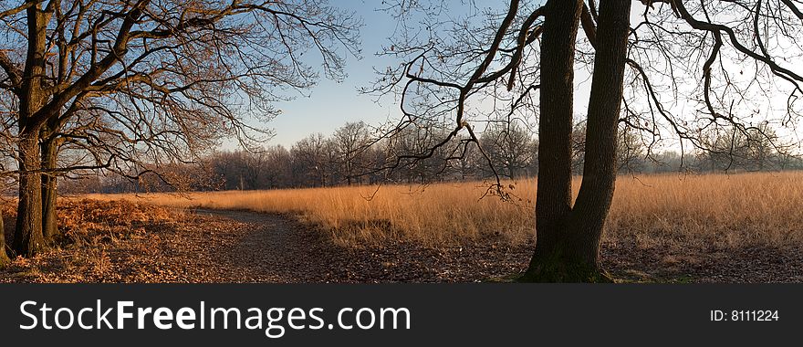 Oaks trees during fall season in the warm afternoon light; panoramic composition. Oaks trees during fall season in the warm afternoon light; panoramic composition