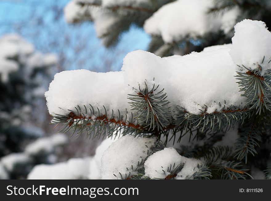 Fir-tree branch covered with snow