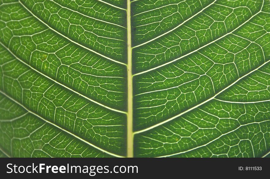 Detailed Leaf Structure with Sun Back Light